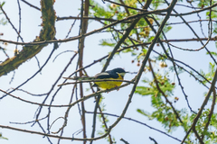 Apalis chariessa