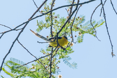 Apalis chariessa
