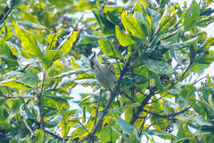 Apalis melanocephala