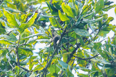 Apalis melanocephala