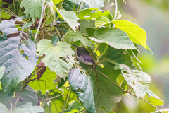 Apalis melanocephala