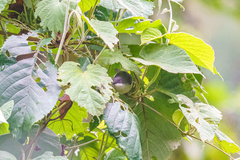 Apalis melanocephala