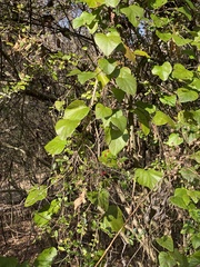 Cocculus carolinus