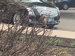 Passer domesticus