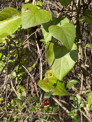 Cocculus carolinus