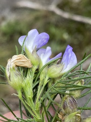 Psoralea montana