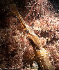 Syngnathus acus