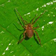 Zalmoxidae