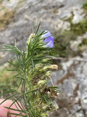 Psoralea montana