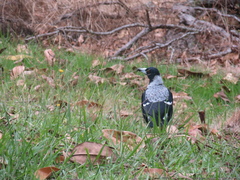 Gymnorhina tibicen