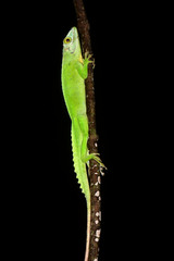 Anolis cuvieri