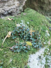 Peperomia catharinae