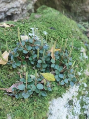 Peperomia catharinae