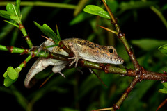 Anolis cristatellus cristatellus