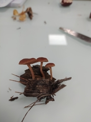 Tubaria romagnesiana