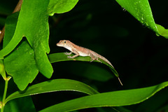 Anolis cristatellus cristatellus