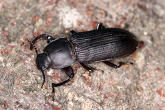 Tenebrio opacus