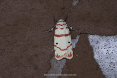 Cyana perornata