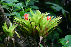 Guzmania berteroniana