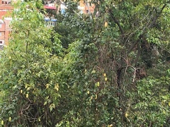 Passiflora tarminiana