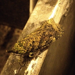 Fulgorinae