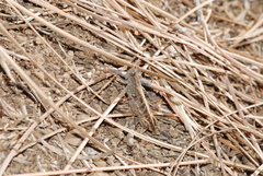 Calliptamus plebeius