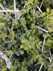Flueggea verrucosa