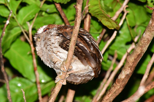 Puerto Rican Owl (Gymnasio nudipes), photo 9
