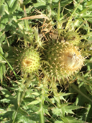 Cirsium quercetorum