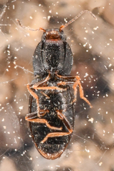 Negastrius