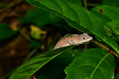 Anolis cristatellus cristatellus