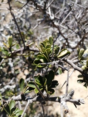 Gymnosporia polyacantha