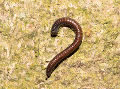 Pseudospirobolellus avernus
