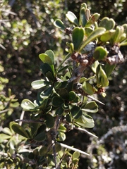 Gymnosporia polyacantha