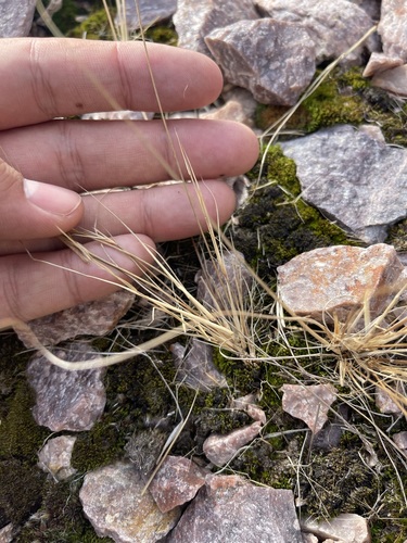 Image of Forked Three-awn Grass by (c) Brandon Corder, some rights reserved (CC BY)