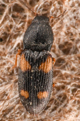 Negastrius