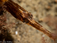 Syngnathus acus