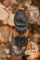 Negastrius