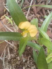 Commelina africana krebsiana