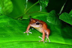 Eleutherodactylus coqui