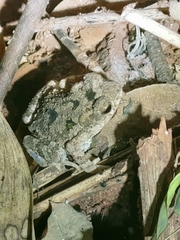 Ingerophrynus macrotis
