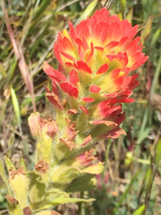 Castilleja affinis