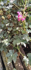 Malva assurgentiflora