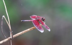Neurothemis manadensis
