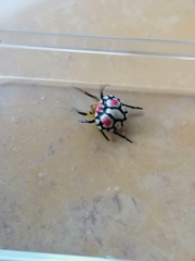 Paraplectana thorntoni