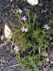 Jamesbrittenia foliolosa