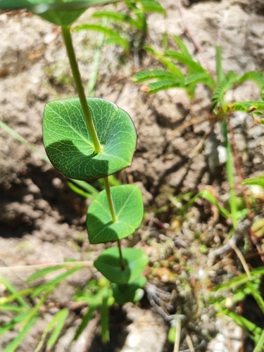 Hypericum connatum (Hypericum connatum)