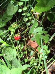 Rubus glaucus