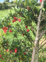Crinodendron hookerianum