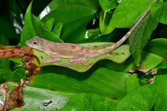 Anolis cristatellus cristatellus
